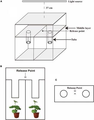 Changes in Visual and Olfactory Cues in Virus-Infected Host Plants Alter the Behavior of Bemisia tabaci